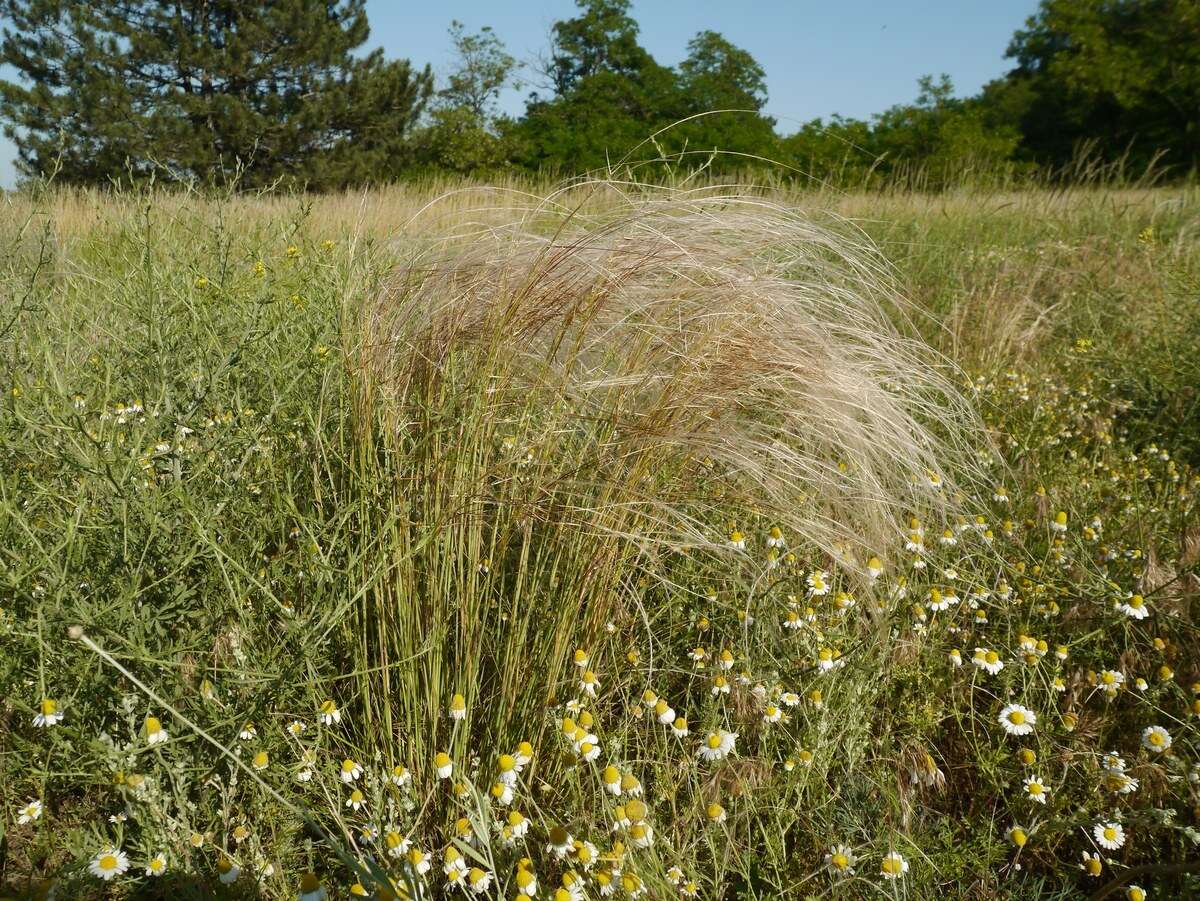 Image of Stipa pennata subsp. sabulosa (Pacz.) Tzvelev