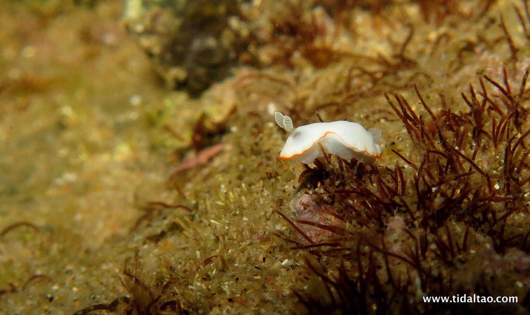 Слика од Goniobranchus albonares (Rudman 1990)