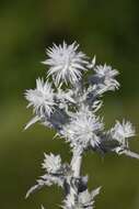 Слика од Cirsium occidentale var. candidissimum (Greene) J. F. Macbr.