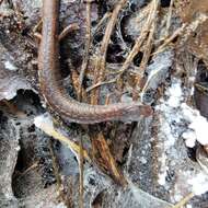 Image of Gregarious Slender Salamander