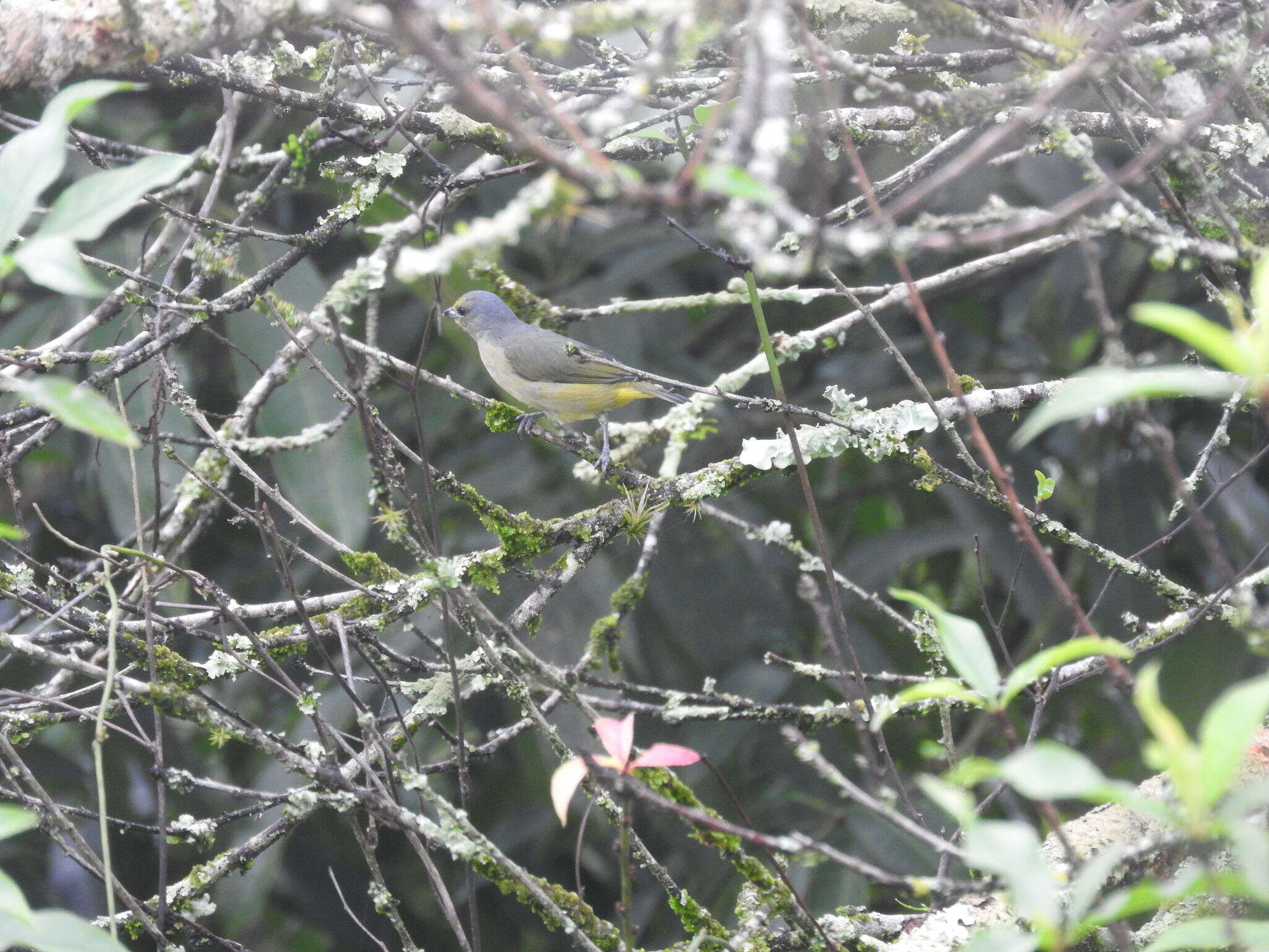 Image of scrub euphonia