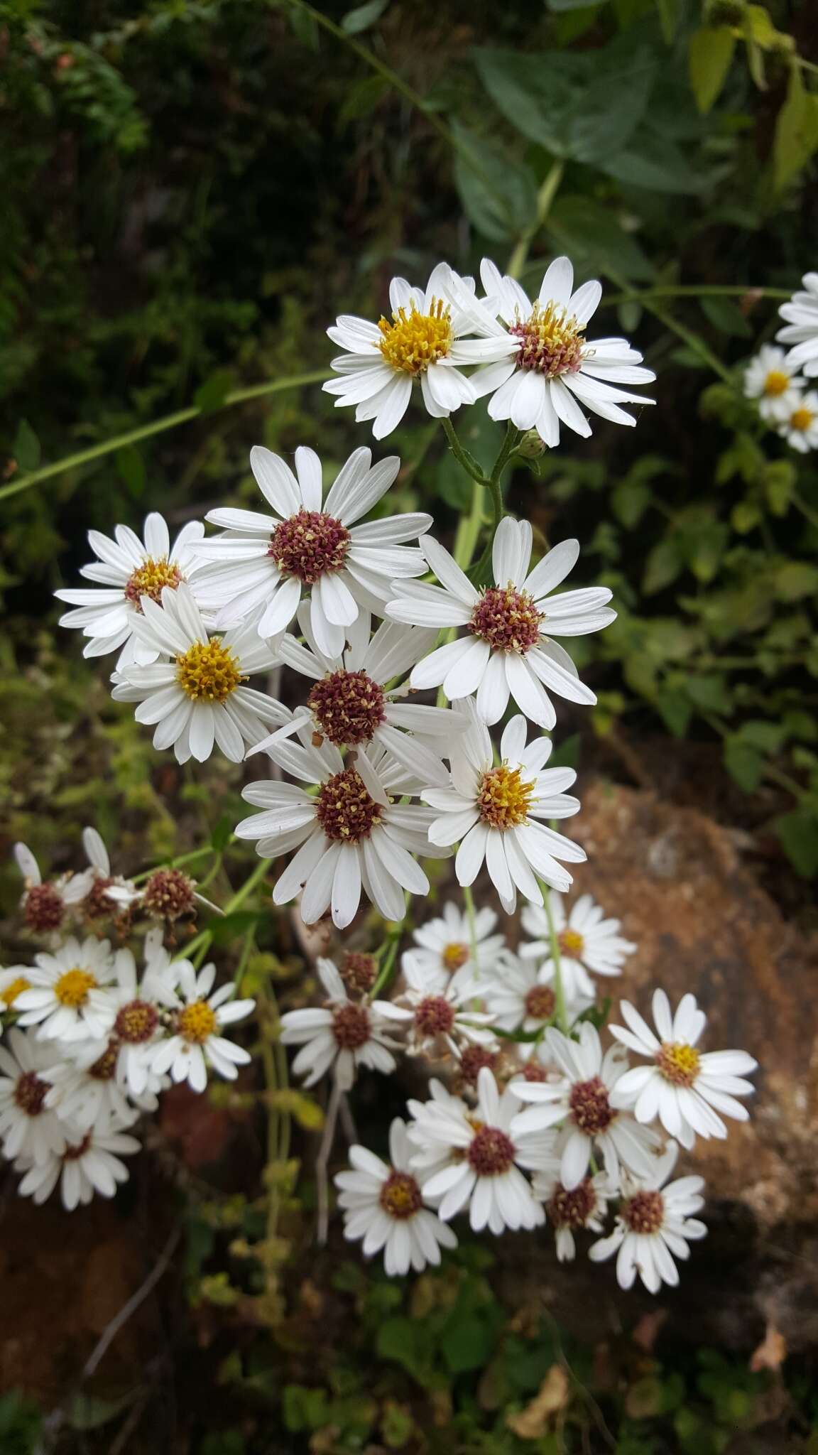 Image of Aster trinervius Roxb. ex D. Don