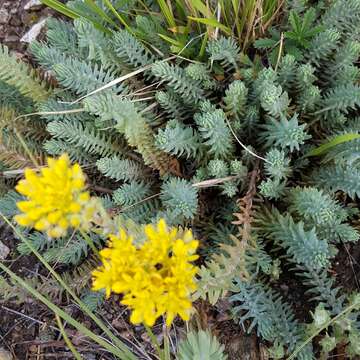 Image of Petrosedum rupestre (L.) P. Heath