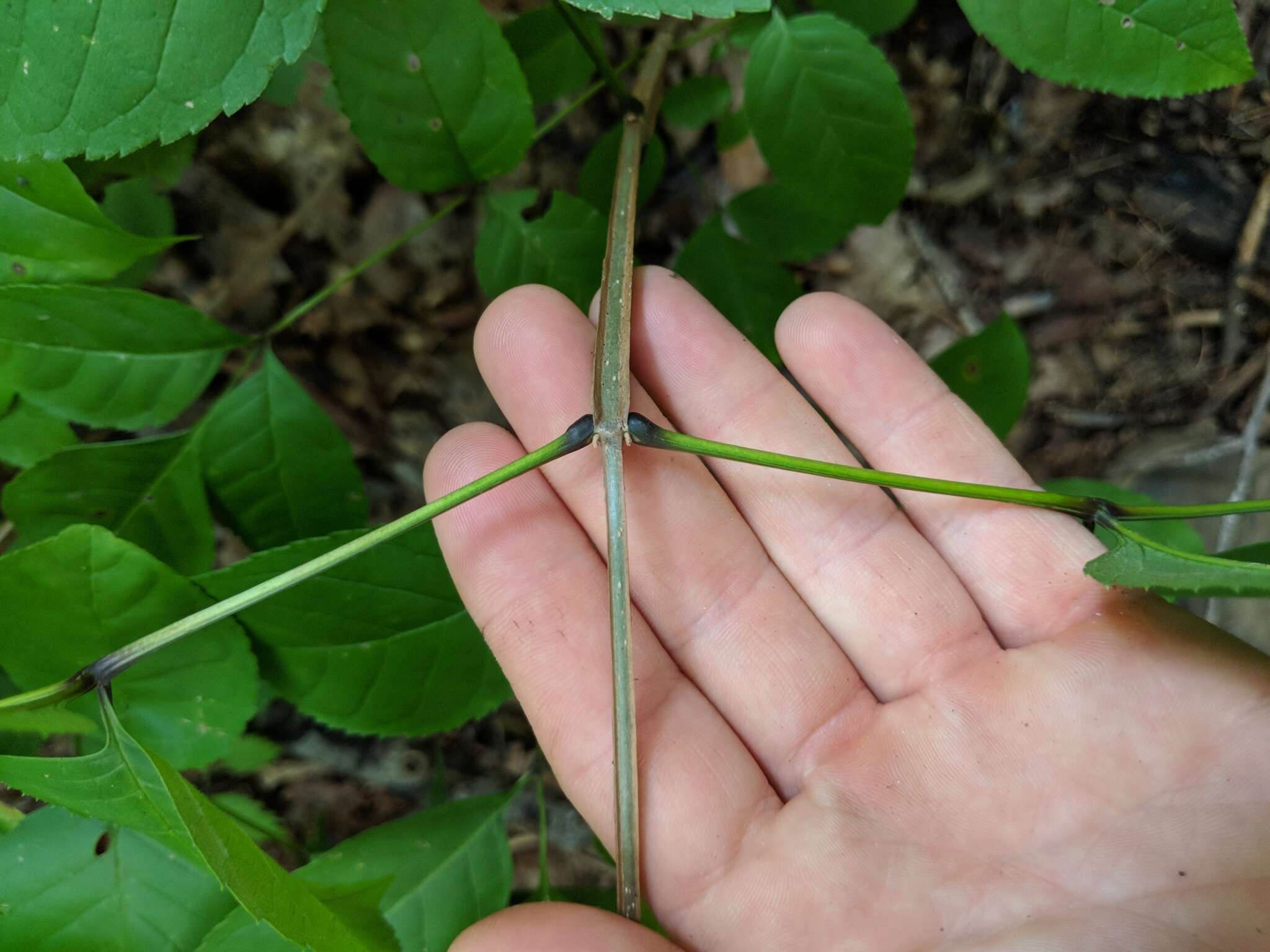 Image of blue ash