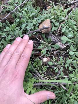 Imagem de Geastrum floriforme Vittad. 1842