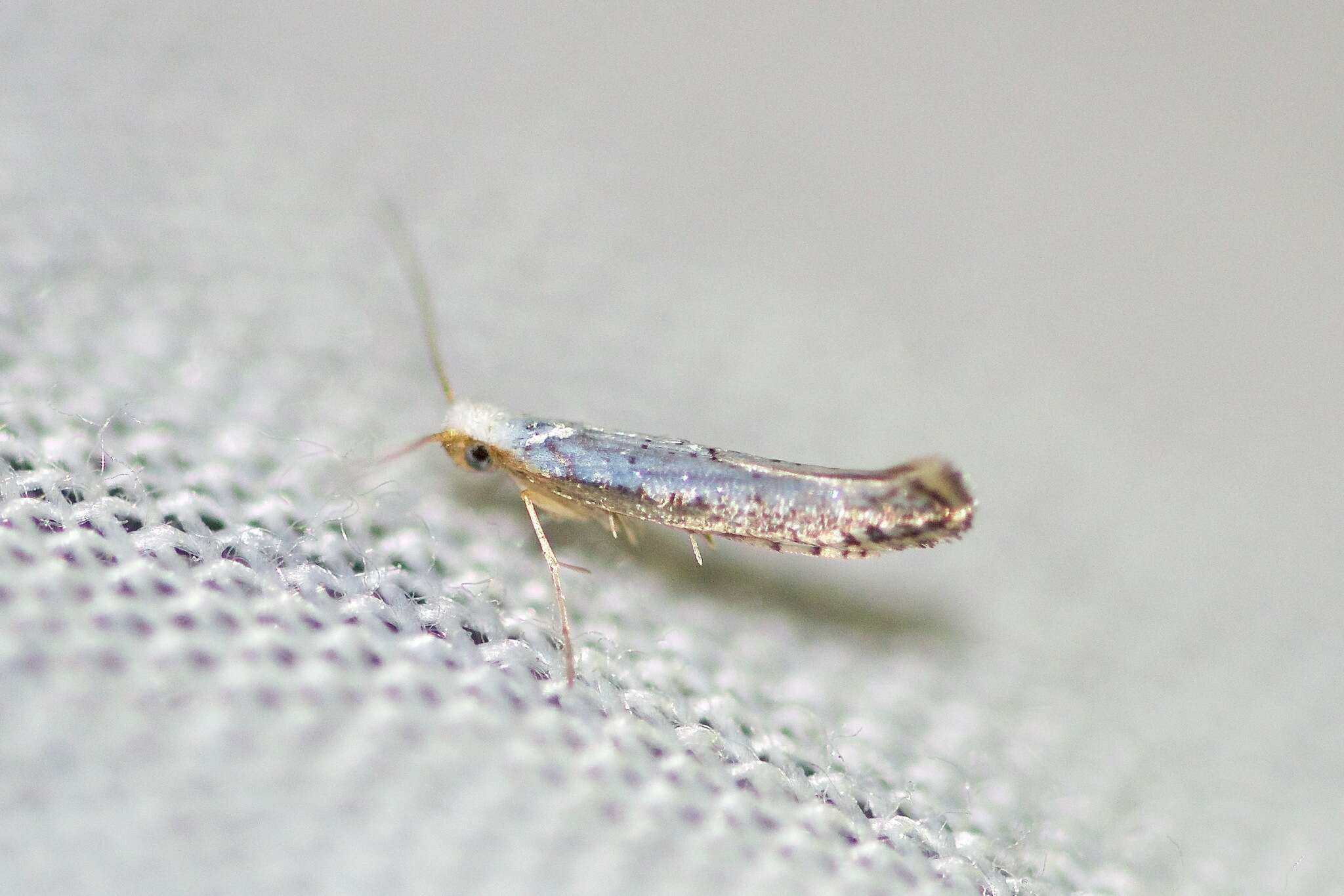 Image of Speckled Argyresthia