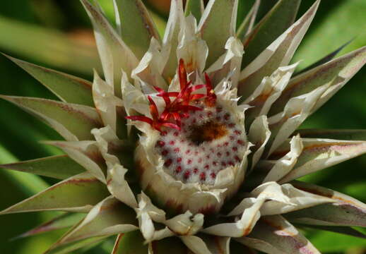 Image of Macledium zeyheri subsp. zeyheri