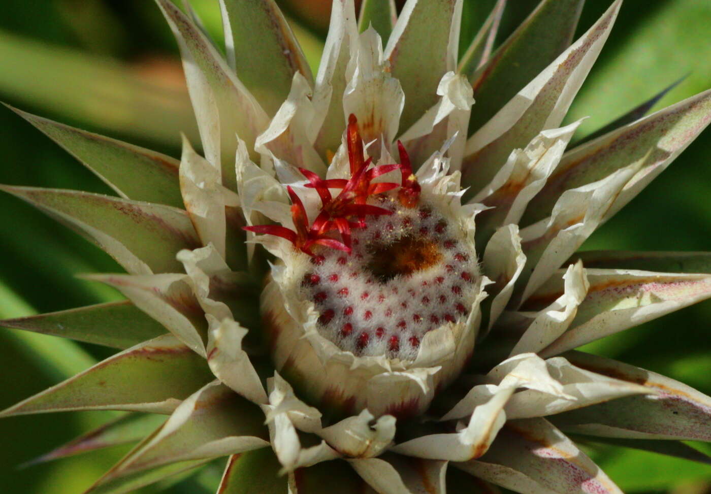 Image of Macledium zeyheri subsp. zeyheri