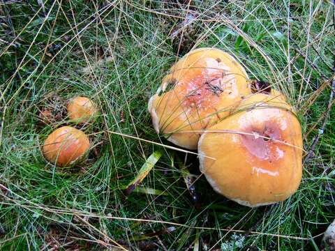 Imagem de Cortinarius claricolor (Fr.) Fr. 1838