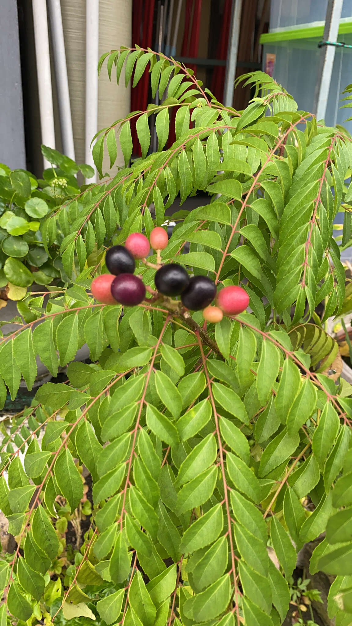 Image of curryleaftree