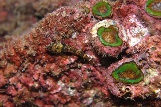 Image of Black-throated Triplefin