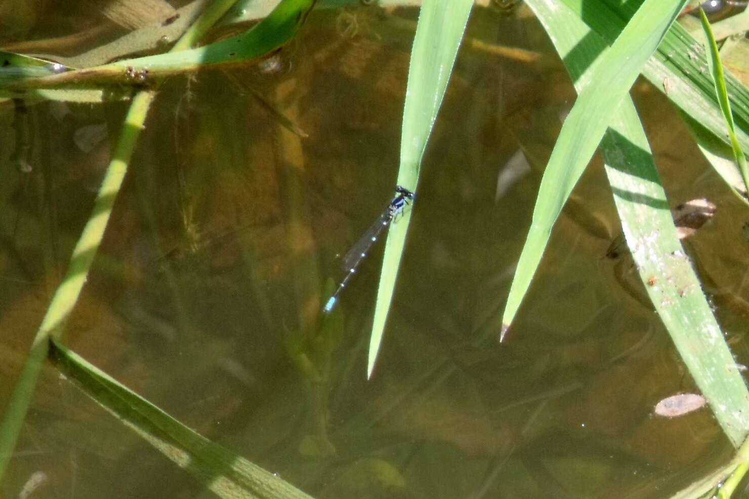 Image of Blue-ringed Dancer