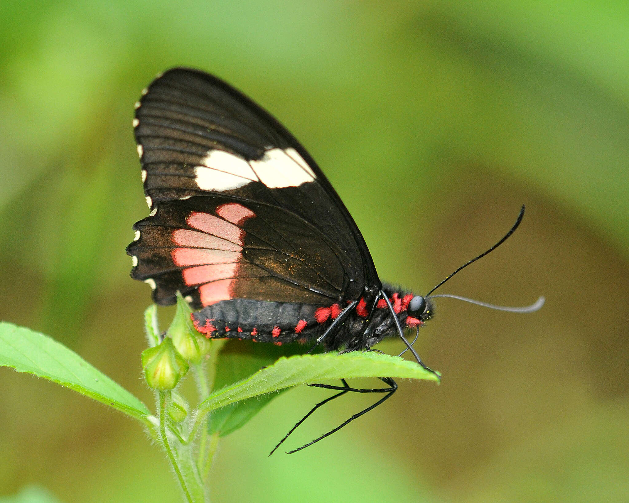 صورة Parides panares (Gray (1853))