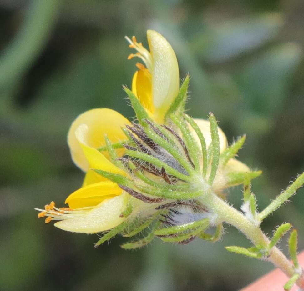 Image of Aspalathus asparagoides L. fil.