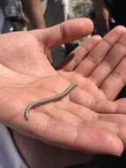 Image of Baja California Legless Lizard