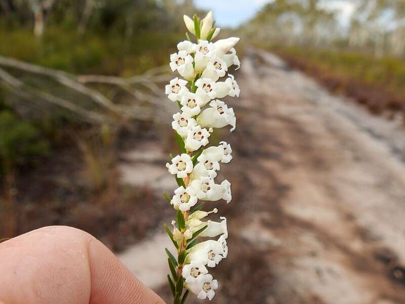 Image of Epacris obtusifolia Sm.