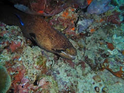 Image of Black cheek moray