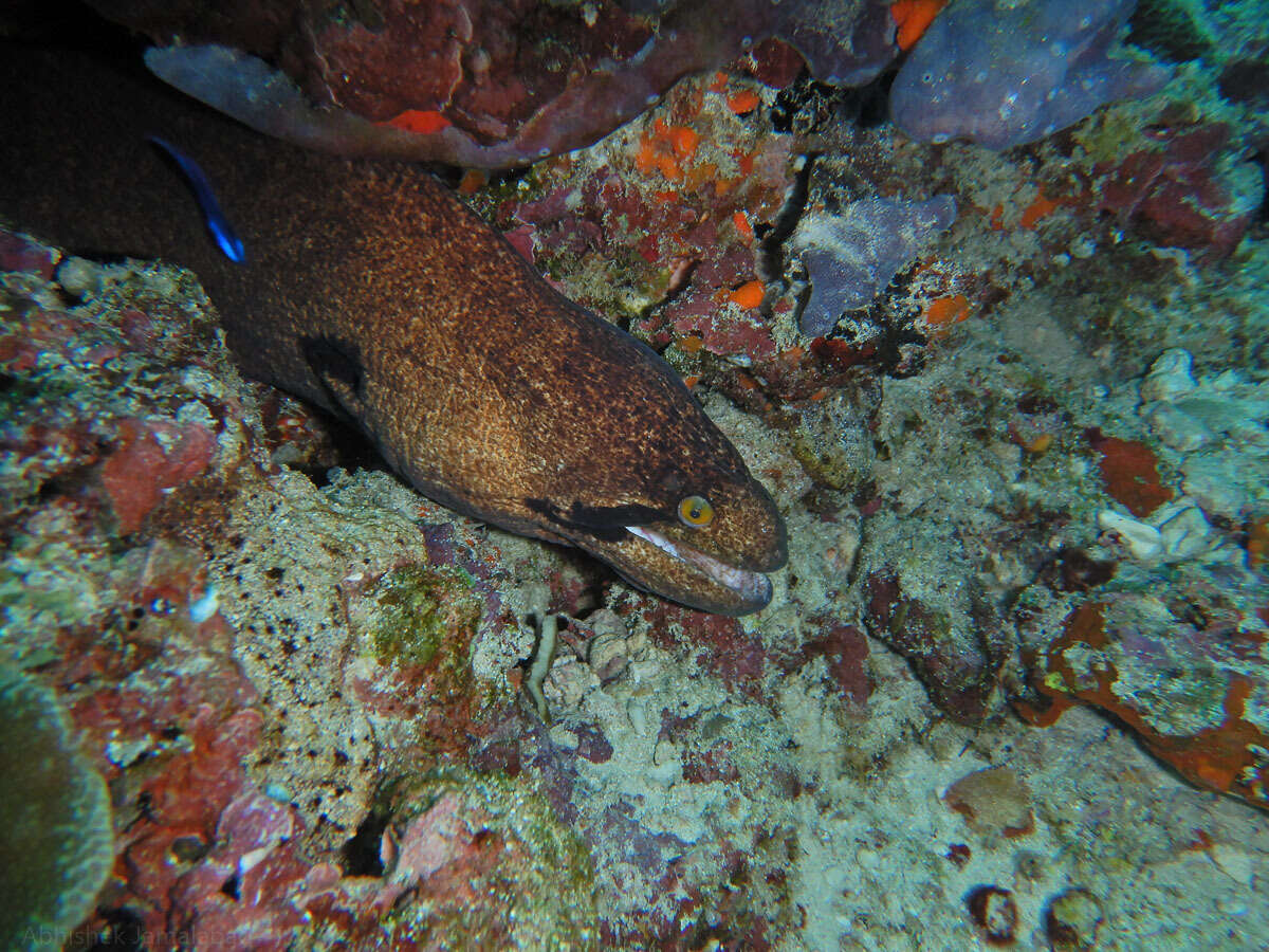 Image of Black cheek moray