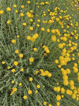 Image of lavender cotton