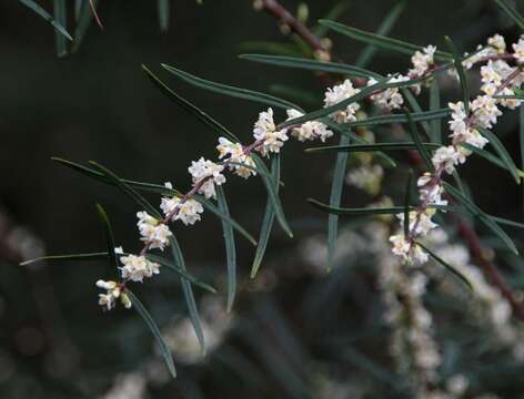 Image of Pimelea axiflora subsp. axiflora