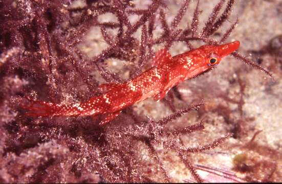 Image of Sharp-nose rockwhiting