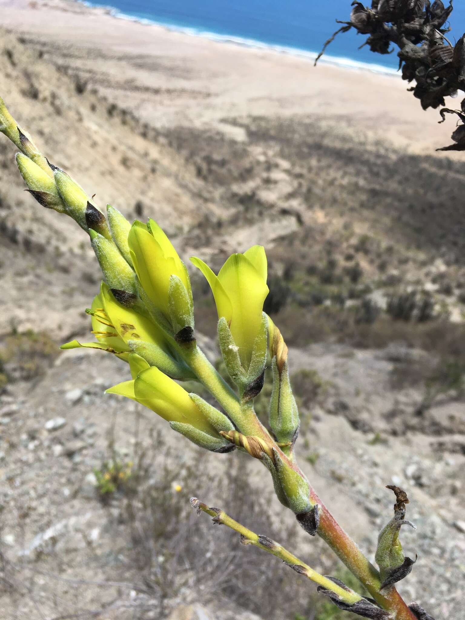 Image of Puya boliviensis Baker