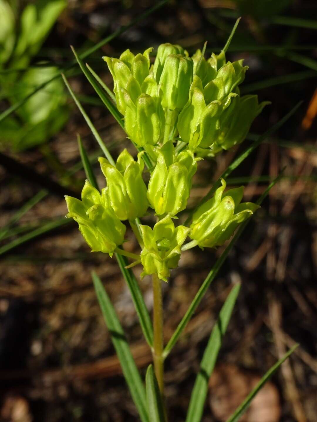 Image of Savannah Milkweed