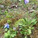 Imagem de Meconopsis simplicifolia (D. Don) Walp.