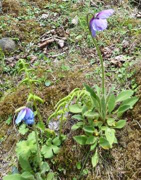 Imagem de Meconopsis simplicifolia (D. Don) Walp.