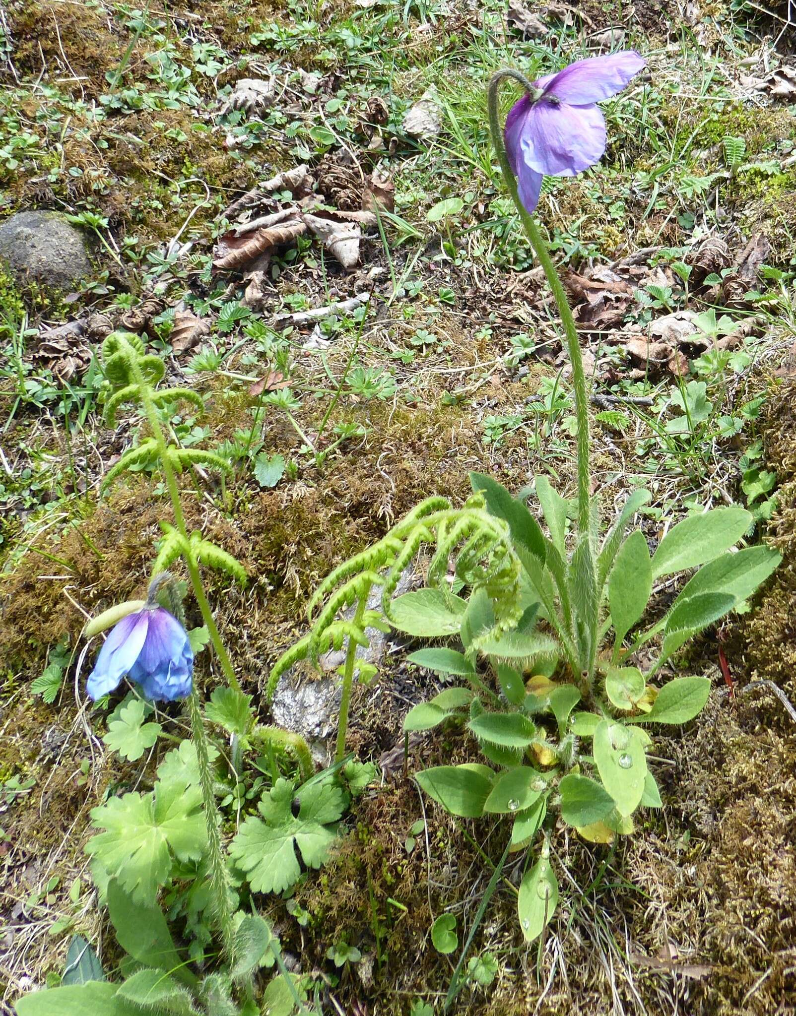 Image of Meconopsis simplicifolia (D. Don) Walp.