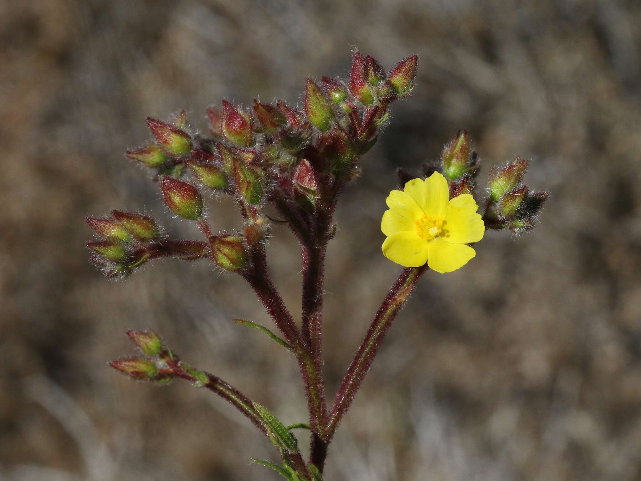 Crocanthemum greenei (B. L. Rob.) Sorrie resmi