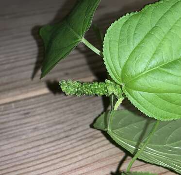 Image de Acalypha setosa A. Rich.