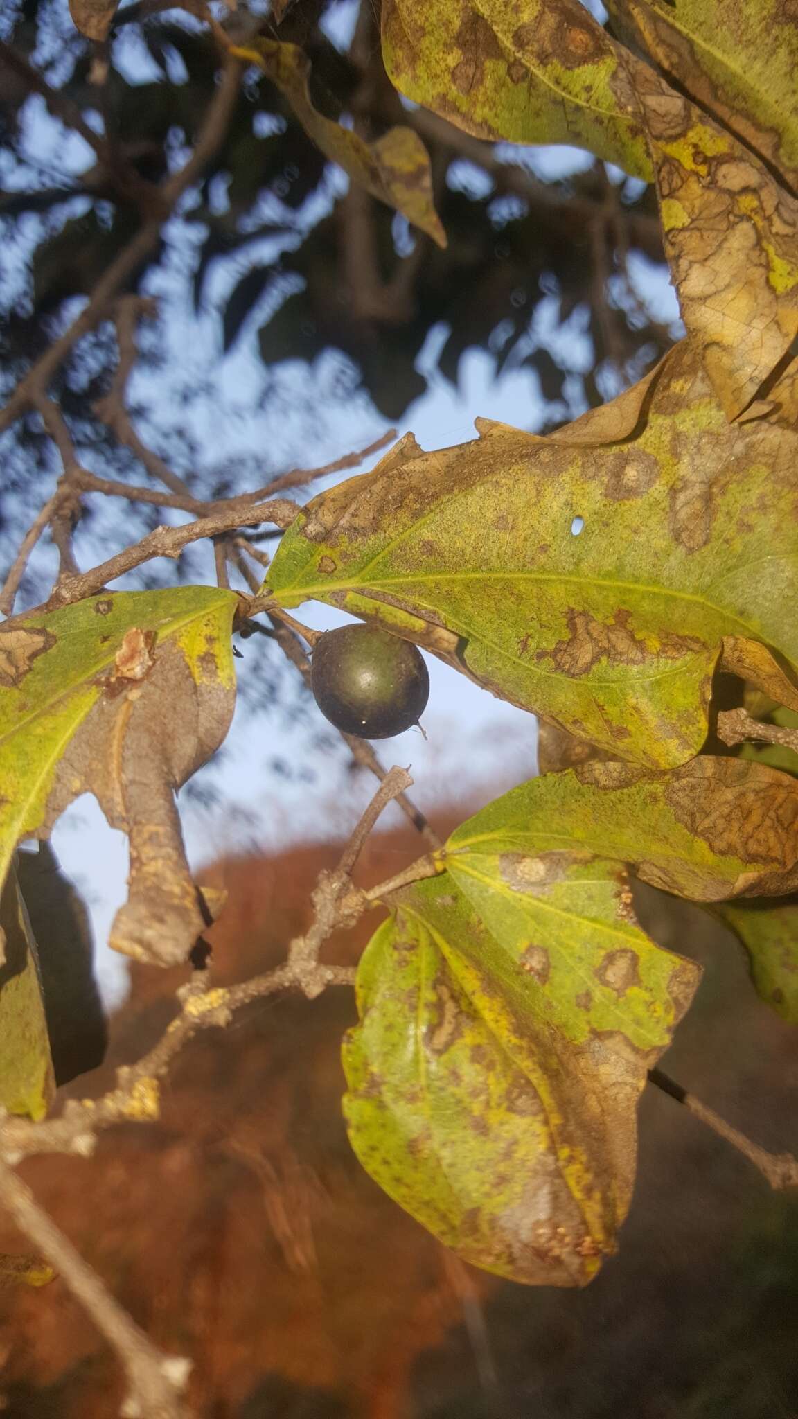 Image of Black bitterberry