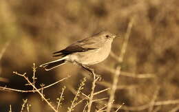 Image of Karoo Chat