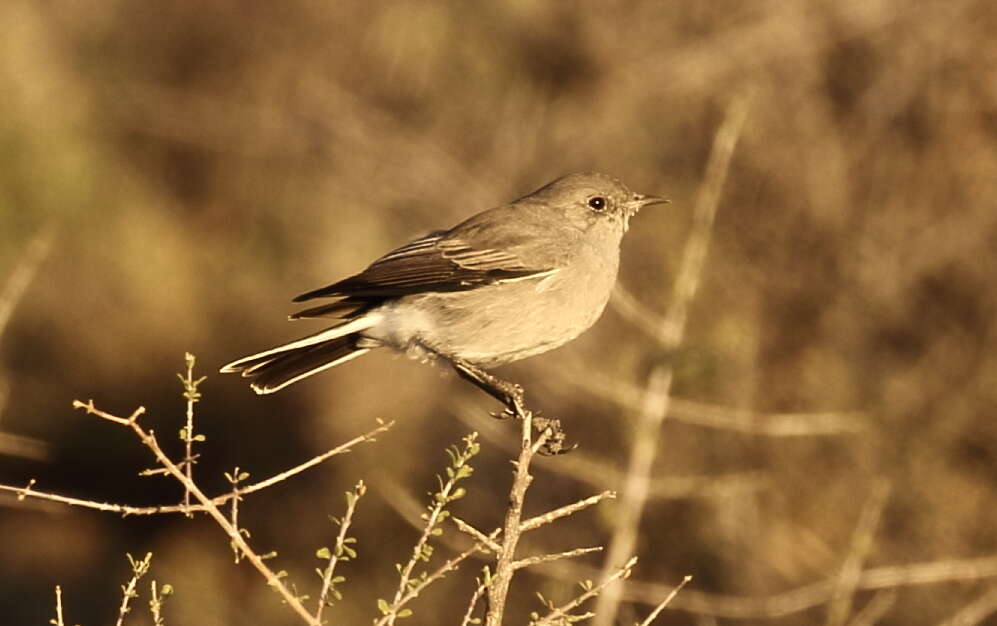 Image of Karoo Chat