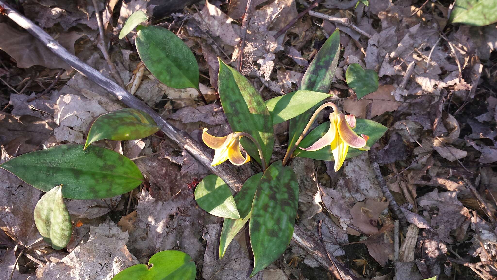 Image of dogtooth violet