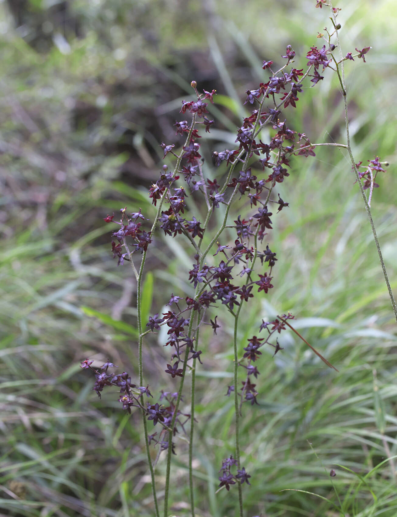 Image of Veratrum maackii var. maackii