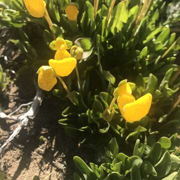 Image of Calceolaria polyrrhiza Cav.