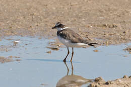 Image of Semipalmated Plover