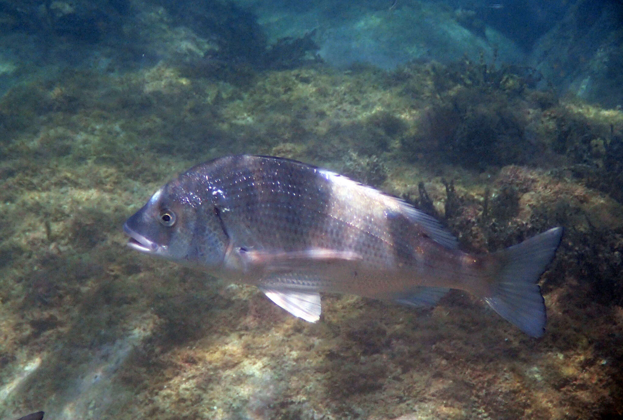 Image of Blackhead Seabream