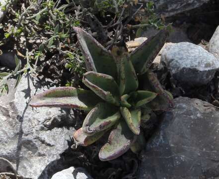 Image of Echeveria paniculata A. Gray