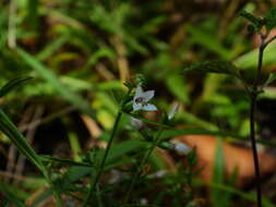 Image of Coutoubea ramosa Aubl.