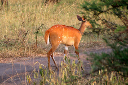 Image of Tragelaphus scriptus bor Heuglin 1877