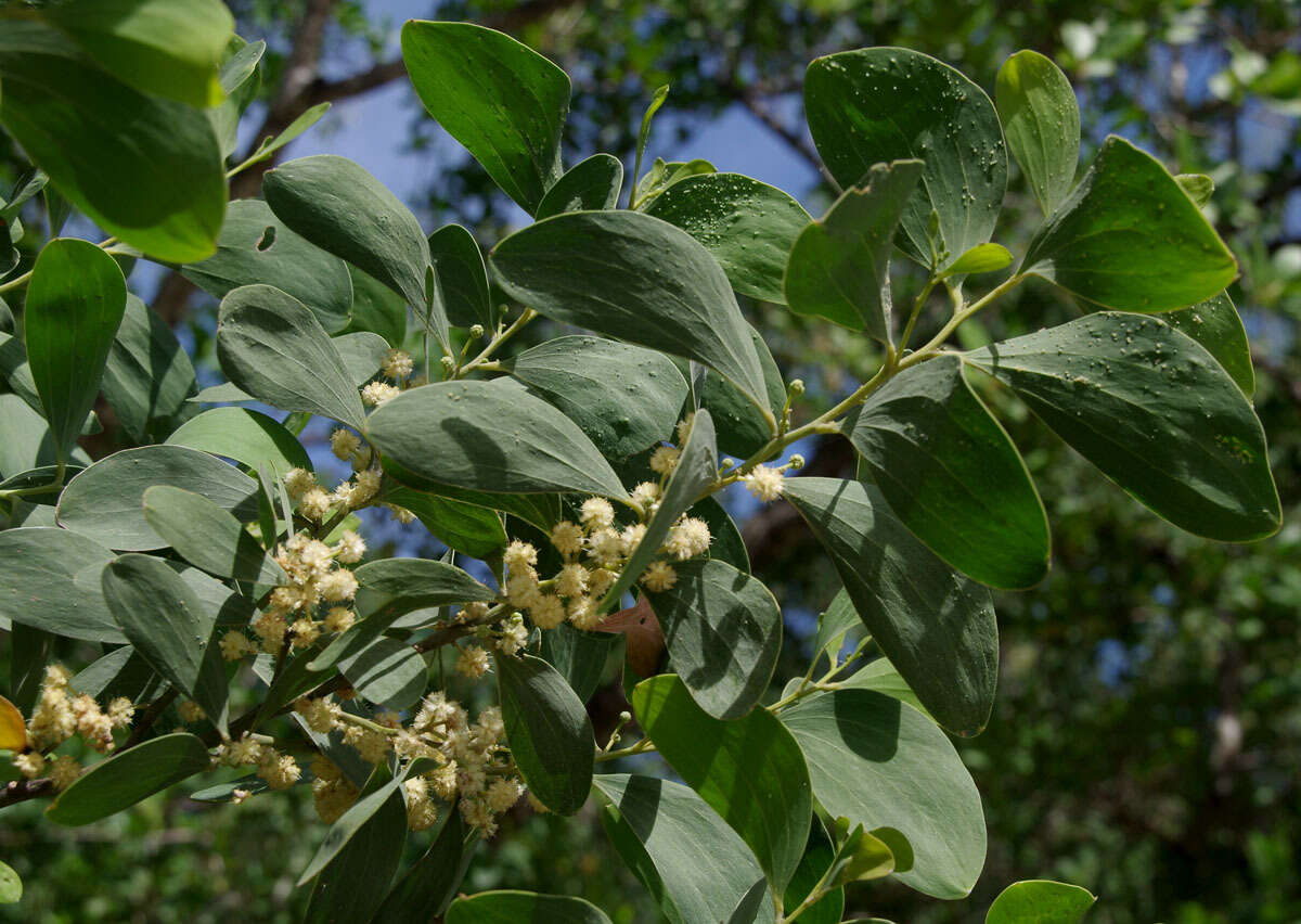 Image of Acacia oraria F. Muell.