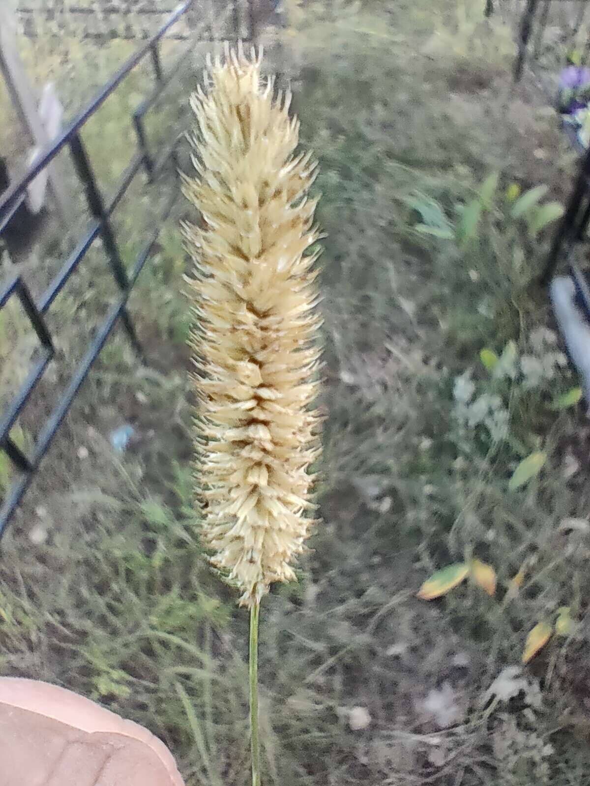 Sivun Phleum pratense subsp. nodosum (L.) Trabut kuva