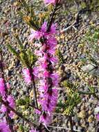 Image of Melaleuca suberosa (Schau.) C. A. Gardner