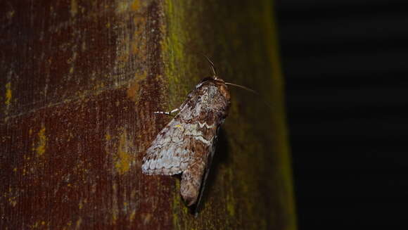 Image of Sericochroa emeteria Schaus 1928