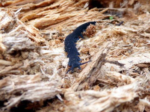 Image of Tallaganda velvet worm