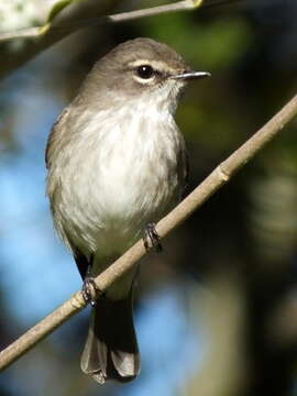 Image of Muscicapa adusta adusta (Boie & F 1828)