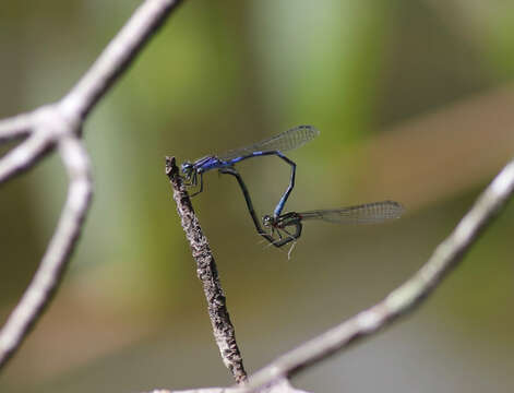 Image of Little Bluet